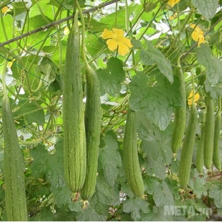 COMBO 10 gói hạt giống củ quả (TẶNG gói kích thích hỗ trợ hạt nảy mầm)