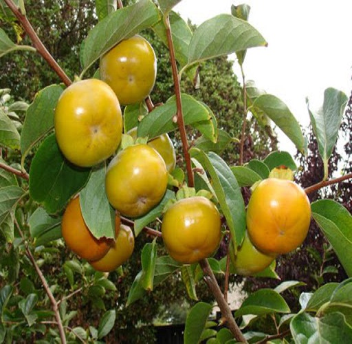 Cây HỒNG GIÒN
