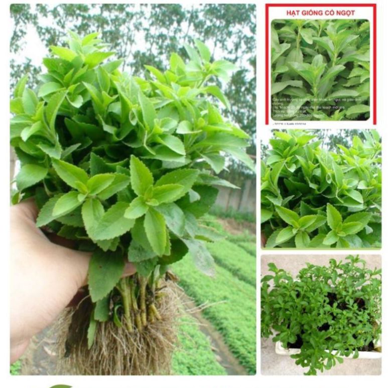 Hạt giống cây cỏ ngọt -Gói 5 Hạt