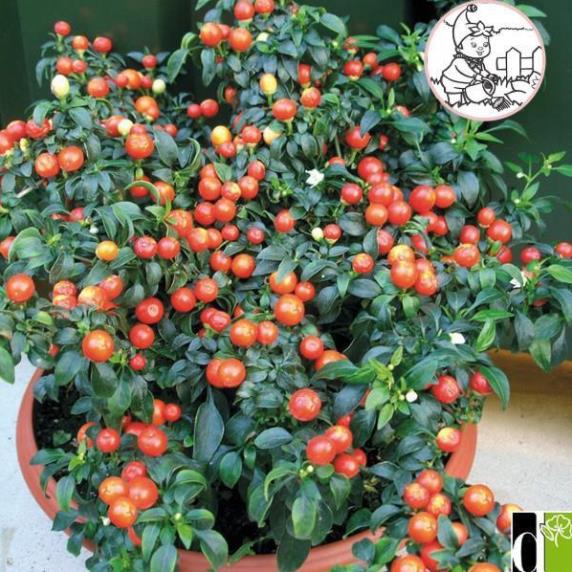 Hạt ớt kiểng quả tròn - gói 0,3 gram