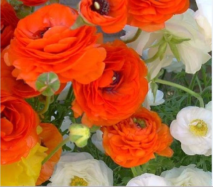 Túi 20 Hạt giống hoa Hồng ri ba tư (mao lương) Mix mùa - VTNT