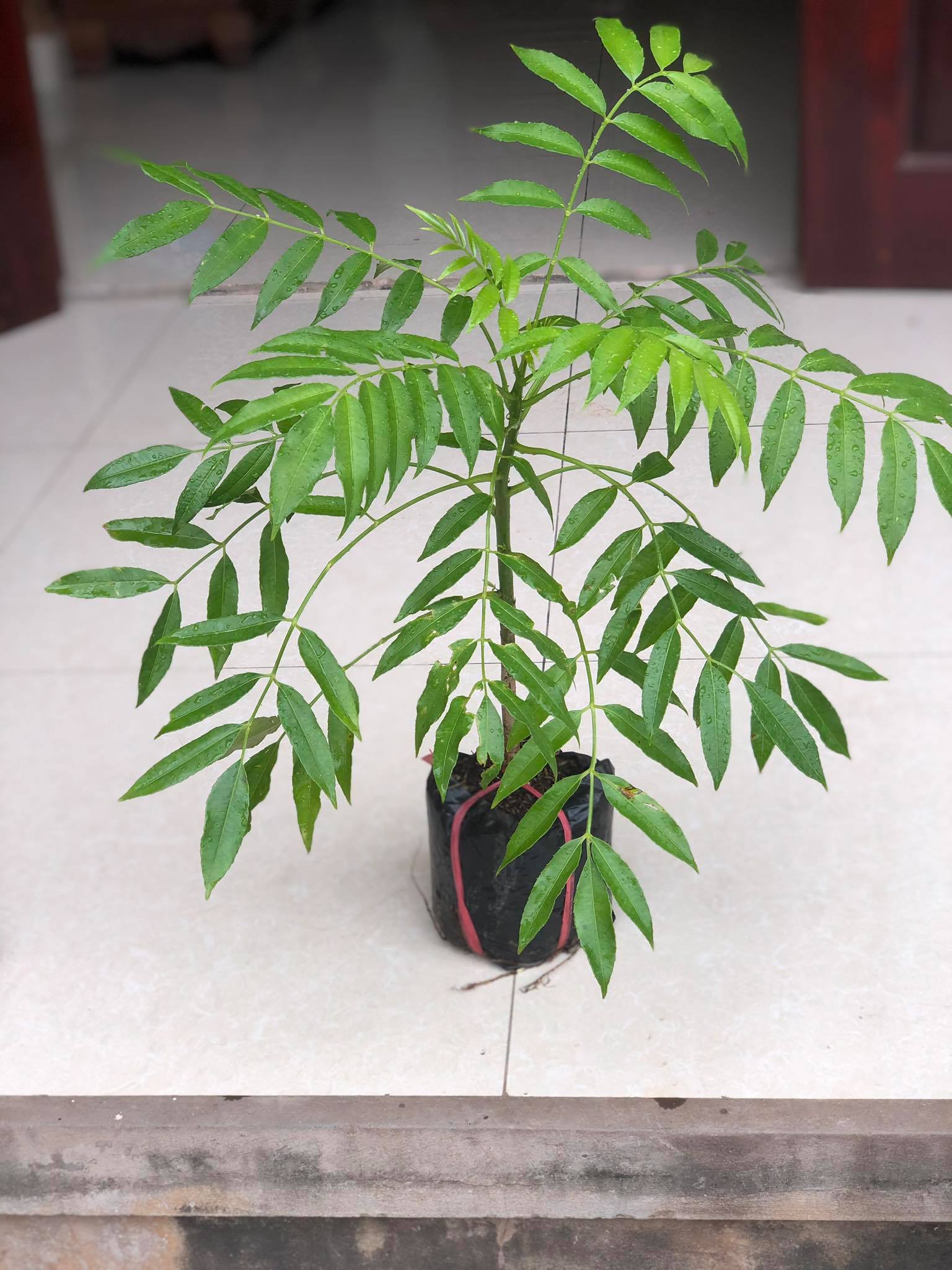 Cây cóc thái ra quả siêu sớm cao 70cm