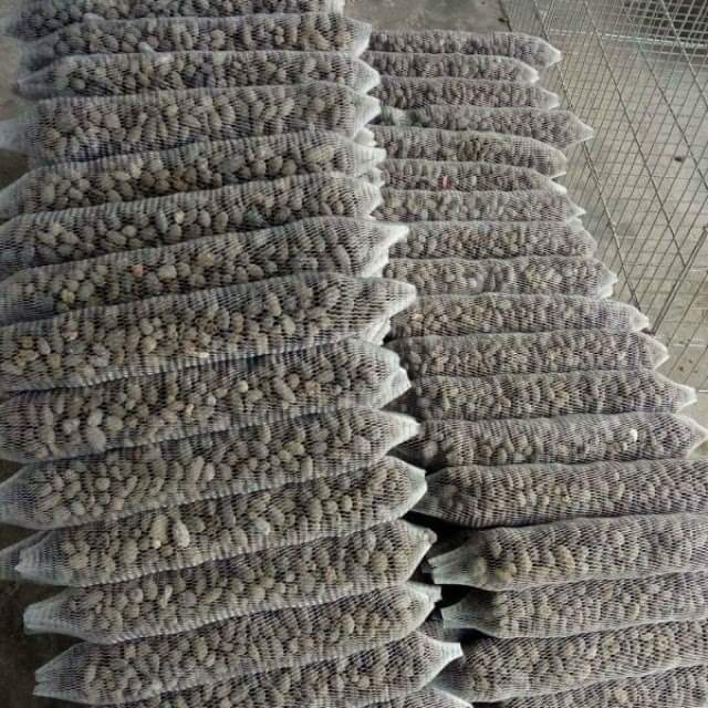 Phân dê bón lan 20 túi dài 10 cm