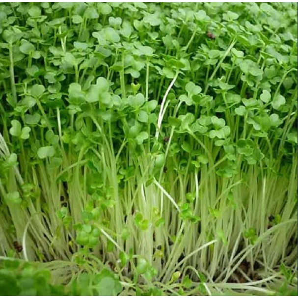 DINH DƯỠNG THỦY CANH DẠNG BỘT TC-MOBI 500gr