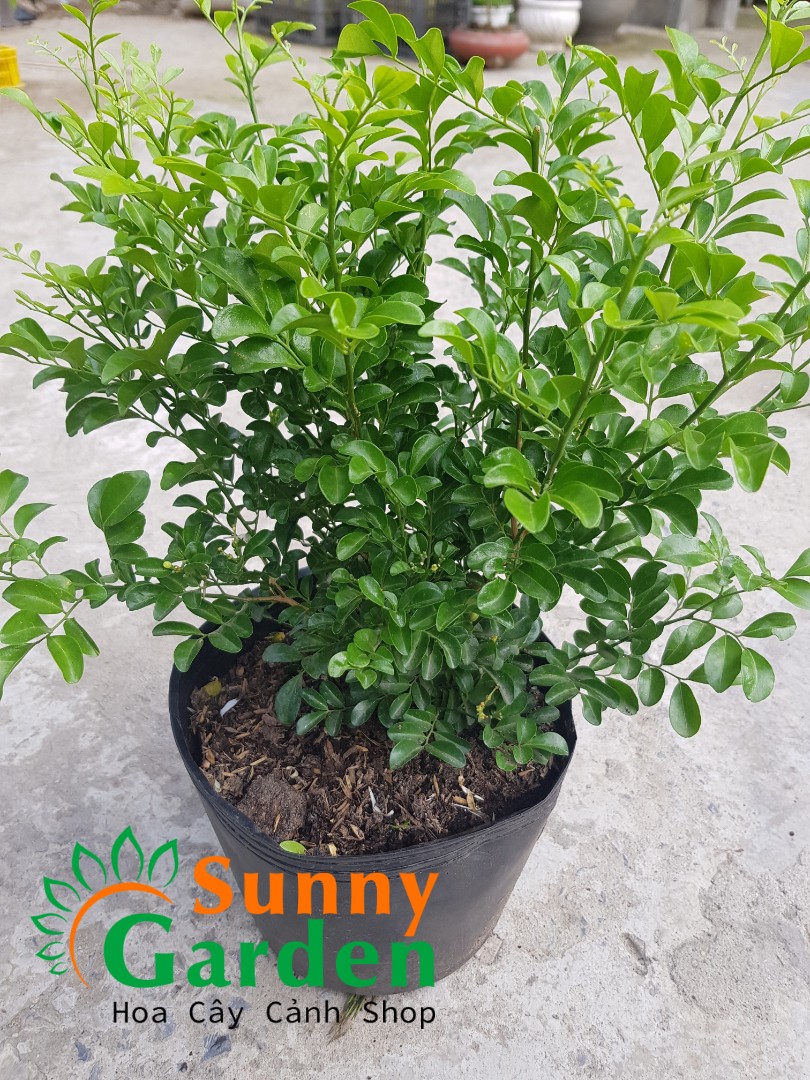 Cây nguyệt quế lá nhỏ, cao 20-30cm - chậu hoa tặng 2 cây chè xanh