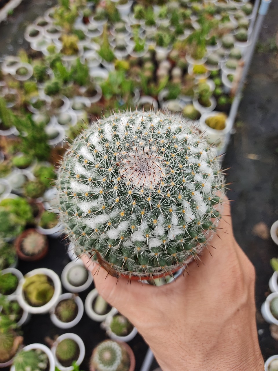 Xương rồng bánh sinh nhật (nhiều size)