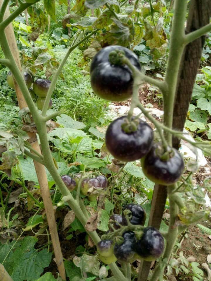 Hạt giống cà chua đen Mỹ 10 hạt/gói