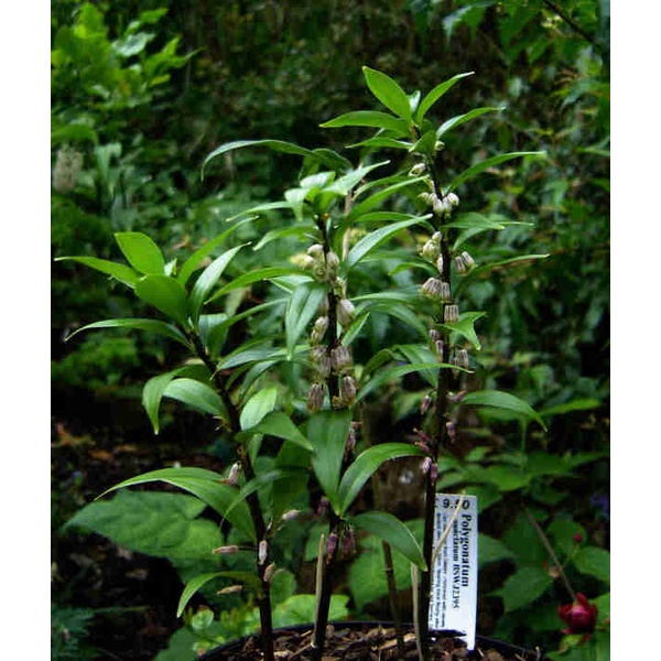 Hạt giống hoàng tinh hoa đỏ-(cây dược liệu)10 hạt