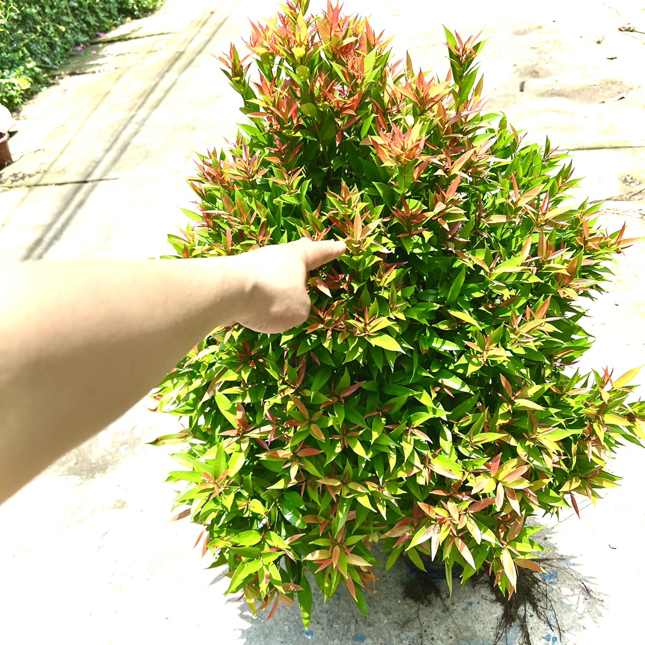 Cây hồng lộc cao 1m (Ảnh thật)