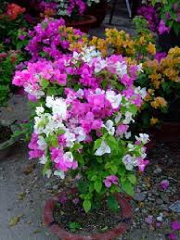 HOA GIẤY ĐỦ MÀU - BẦU NHỎ CÂY ĐẸP