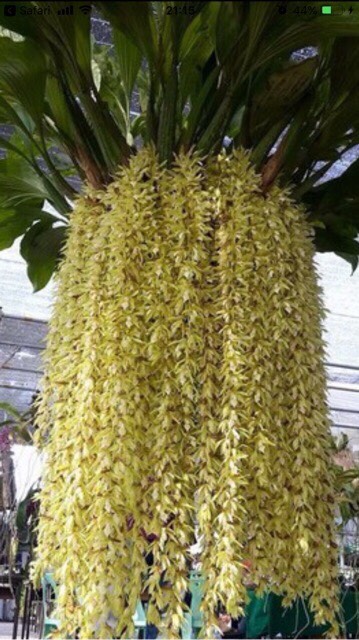 Indo Thanh Dac Orchids