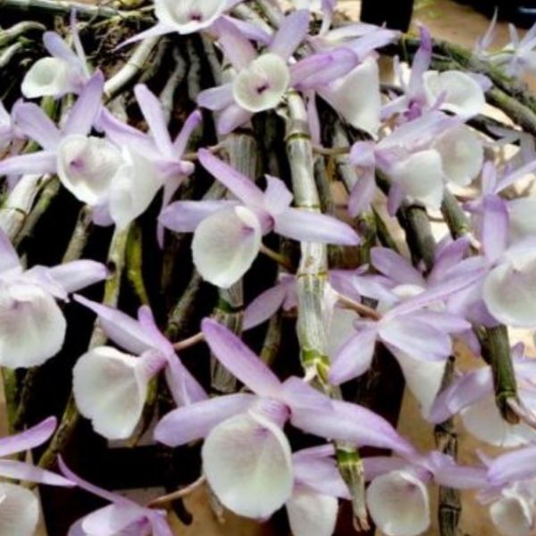 Phong lan Hoàng thảo vôi