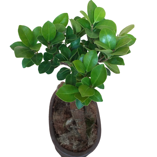 Cây Si Nhật, cây si bonsai, cây phong thủy