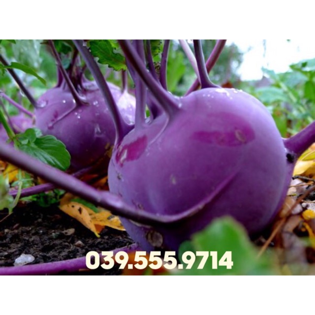 Hạt giống Su Hào Pháp Tím 2gam