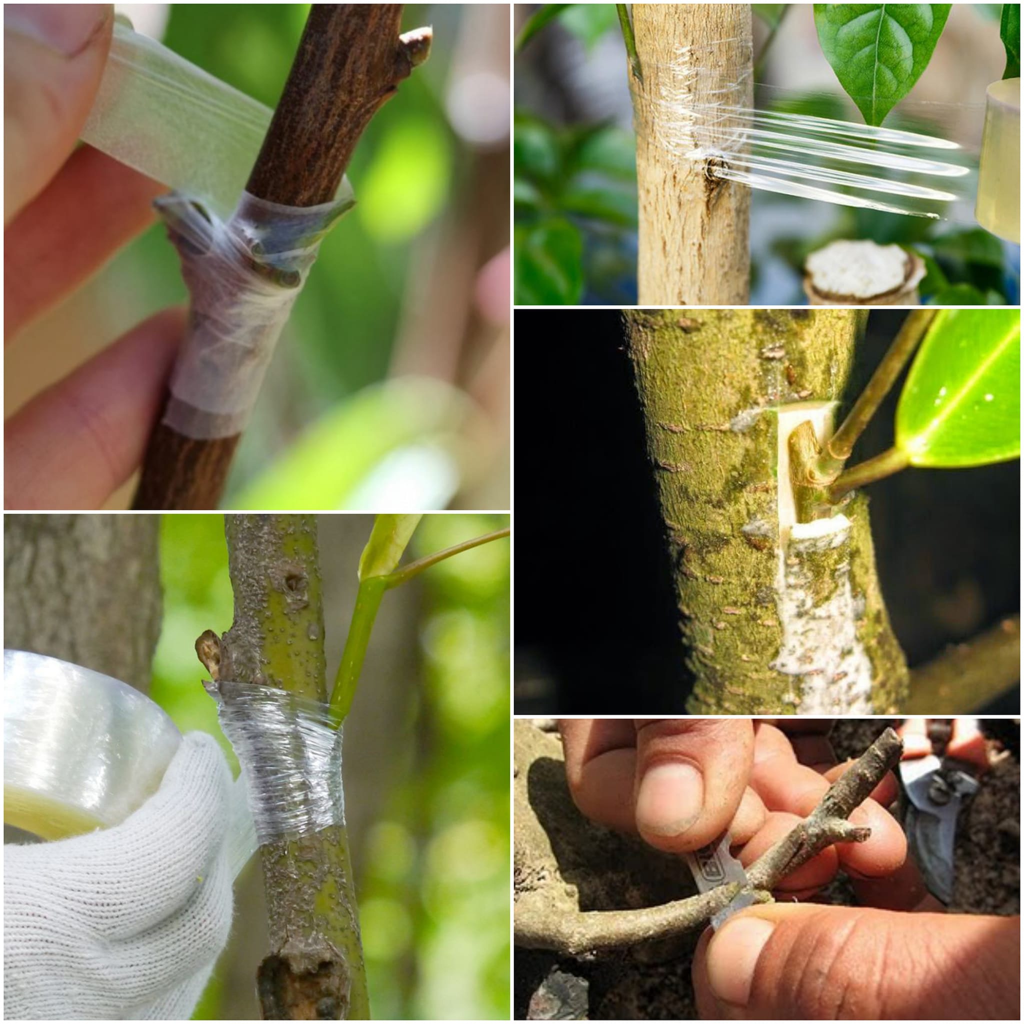 Băng ghép cây tự hủy