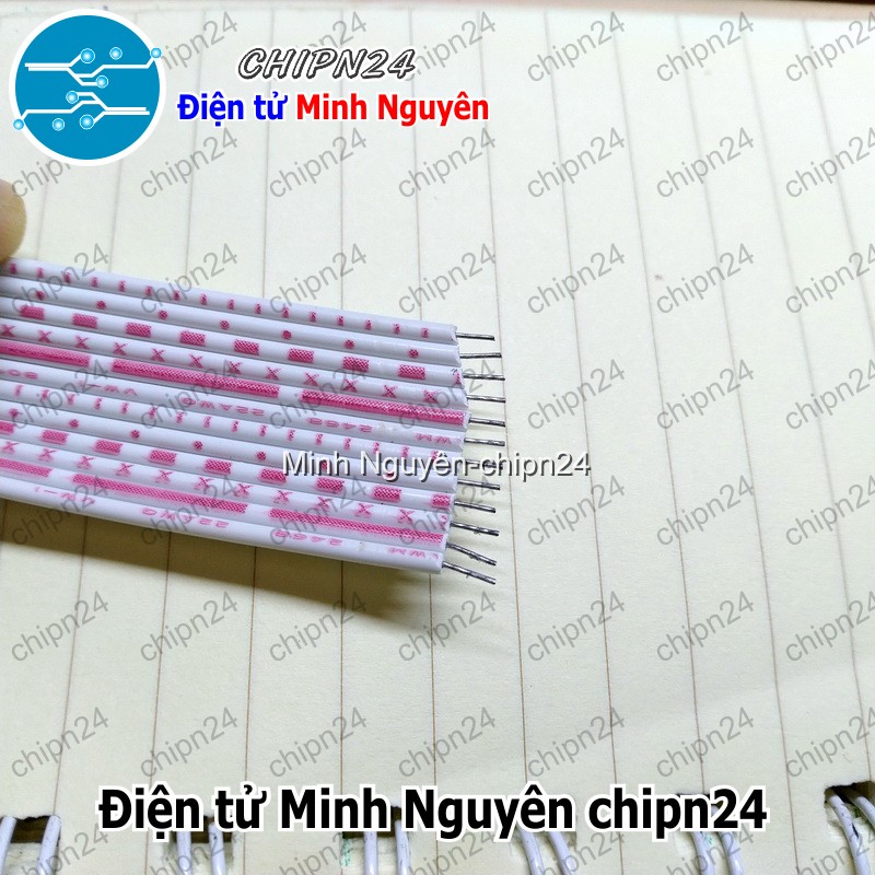 [1 mét] Dây bẹ 12p (1mét) - HH001018