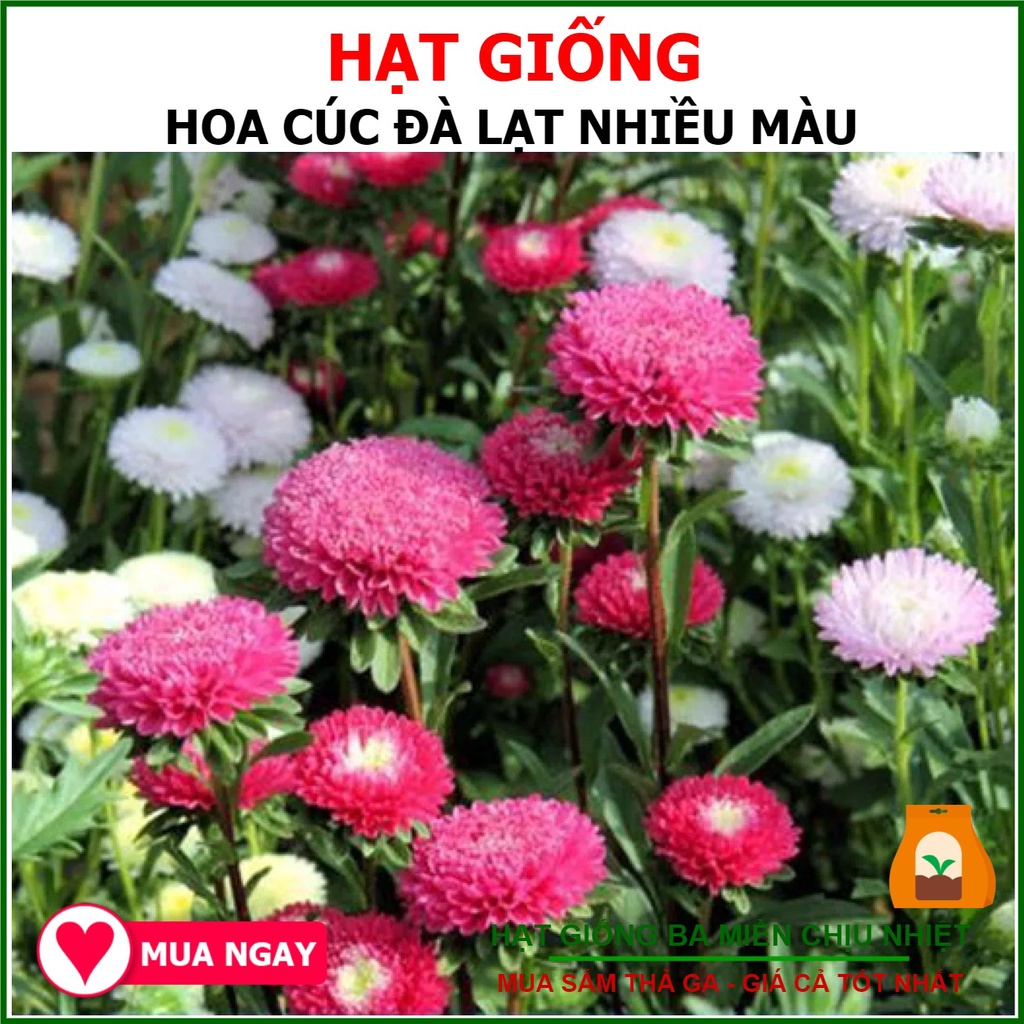 Hạt giống hoa cúc đà lạt