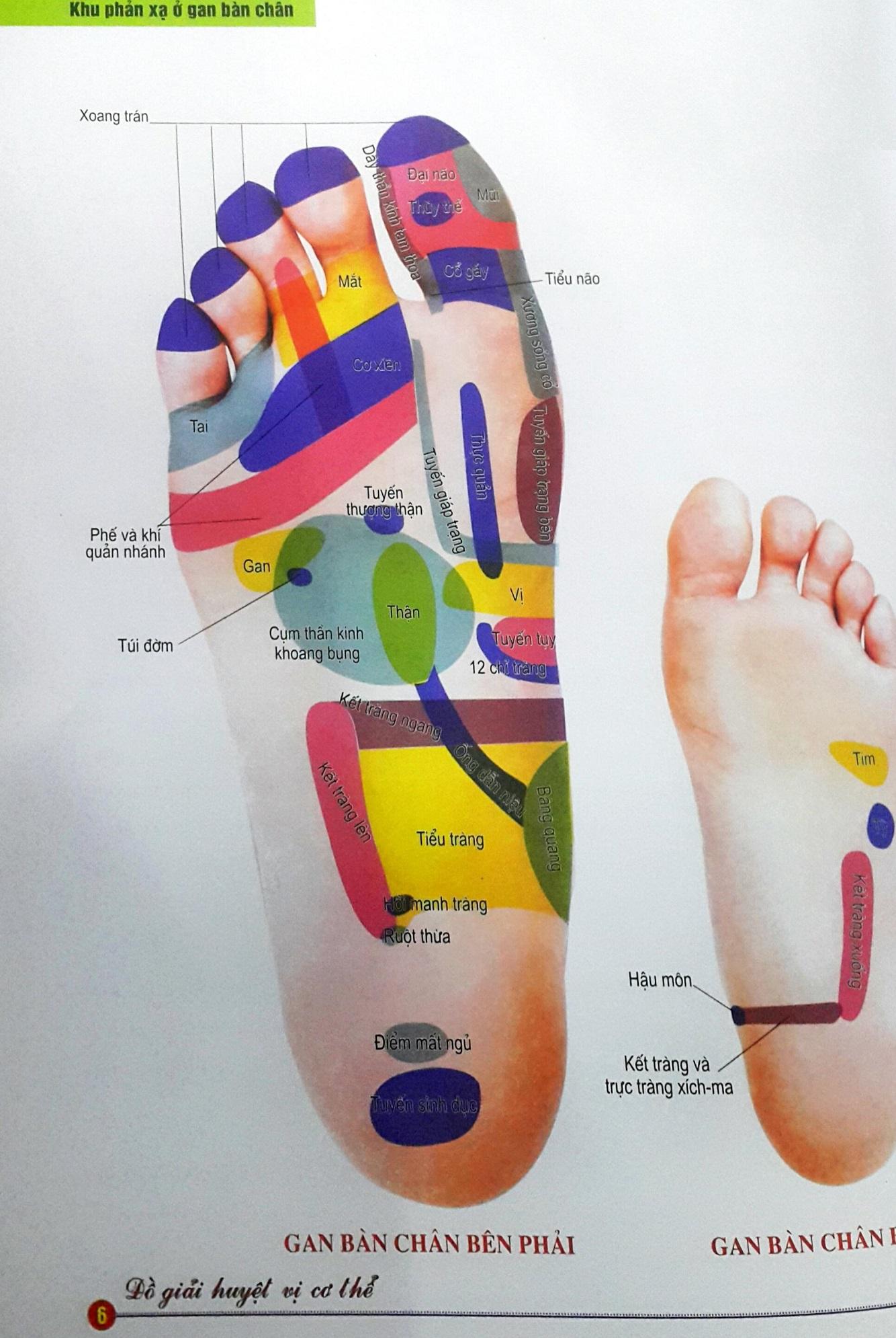 Đồ giải huyệt vị cơ thể