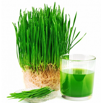 Hạt Giống Cỏ Lúa Mì (Mầm Lúa Mạch) Dễ Trông, Thơm Ngon Gói 100gr