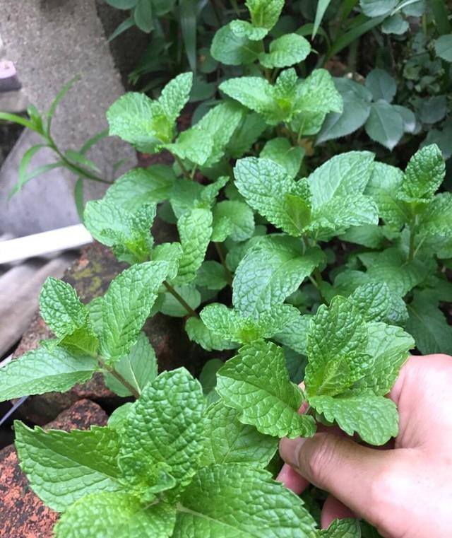 HẠT GIỐNG BẠC HÀ XANH KNOWN YOU SEED