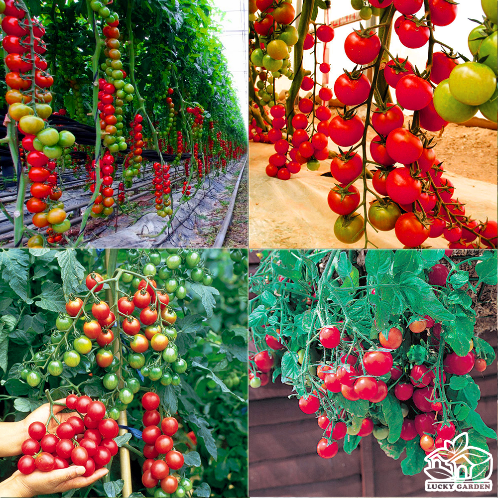 Hạt giống cà chua bi chùm đỏ (cà chua chuỗi ngọc)
