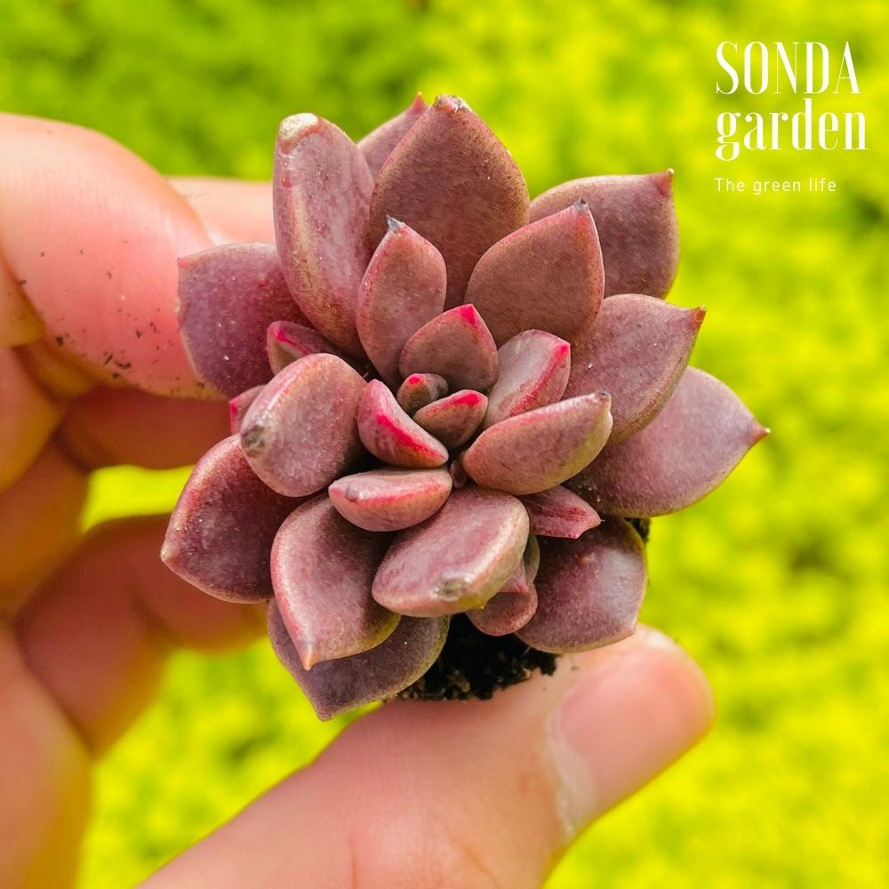 SEN ĐÁ MẶT TRĂNG SIZE MINI LỖI 1 ĐỔI 1