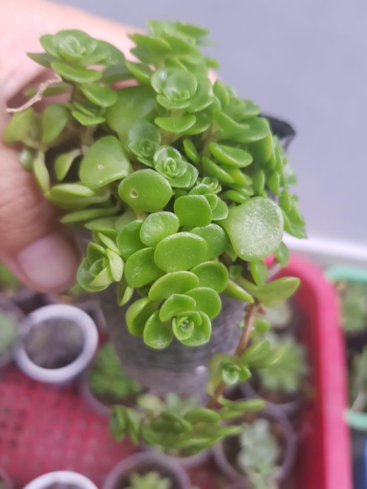Sen Đá Sedum Vảy Cá Xanh