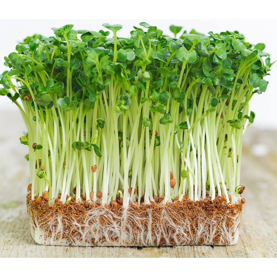 Hạt giống Mầm củ cải trắng – Gói 50gram