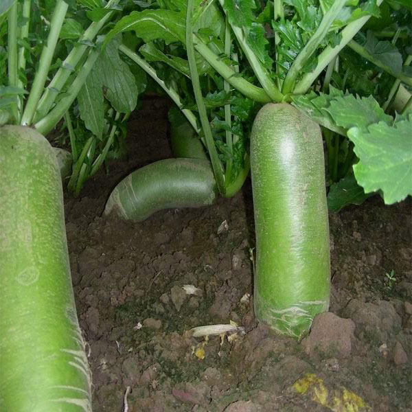 Hạt giống Củ cải xanh cao sản VTP67 | Vạn Tín Store