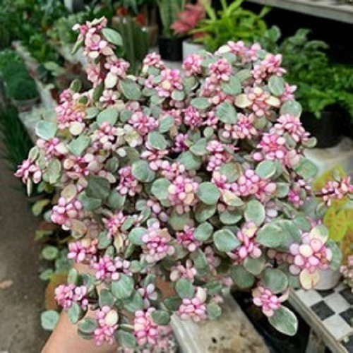 CHẬU CÂY SEN ĐÁ NGỌC BÍCH (SEN ĐÔ LA HỒNG)