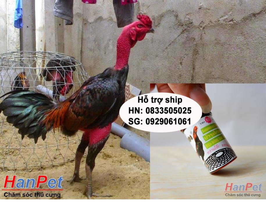 Miễn phí HCM>129k -(Thuốc GÀ CHỌI) Thuốc bổ gà chọi, KÍCH LỰC TỔNG HỢP cho chiến kê, dạng thuốc uống 32v/lọ-  MADE IN THAILAND (Hanpet-HP10435TC