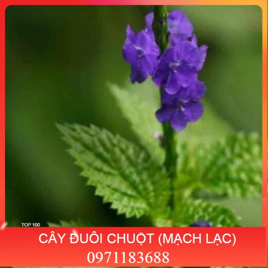 Cây đuôi chuột tươi 1kg
