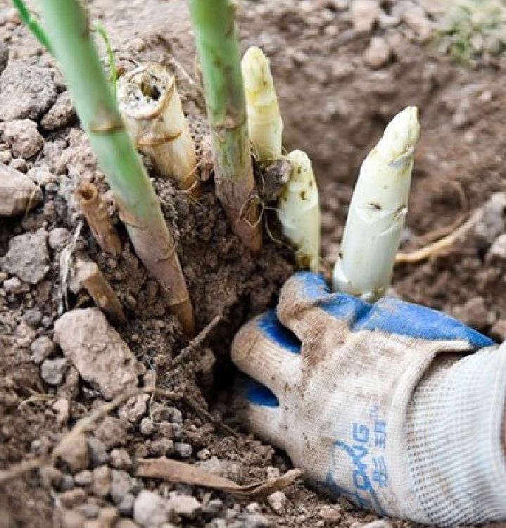 "Gói 20 "Hạt giống măng tây trắng [Seeds]