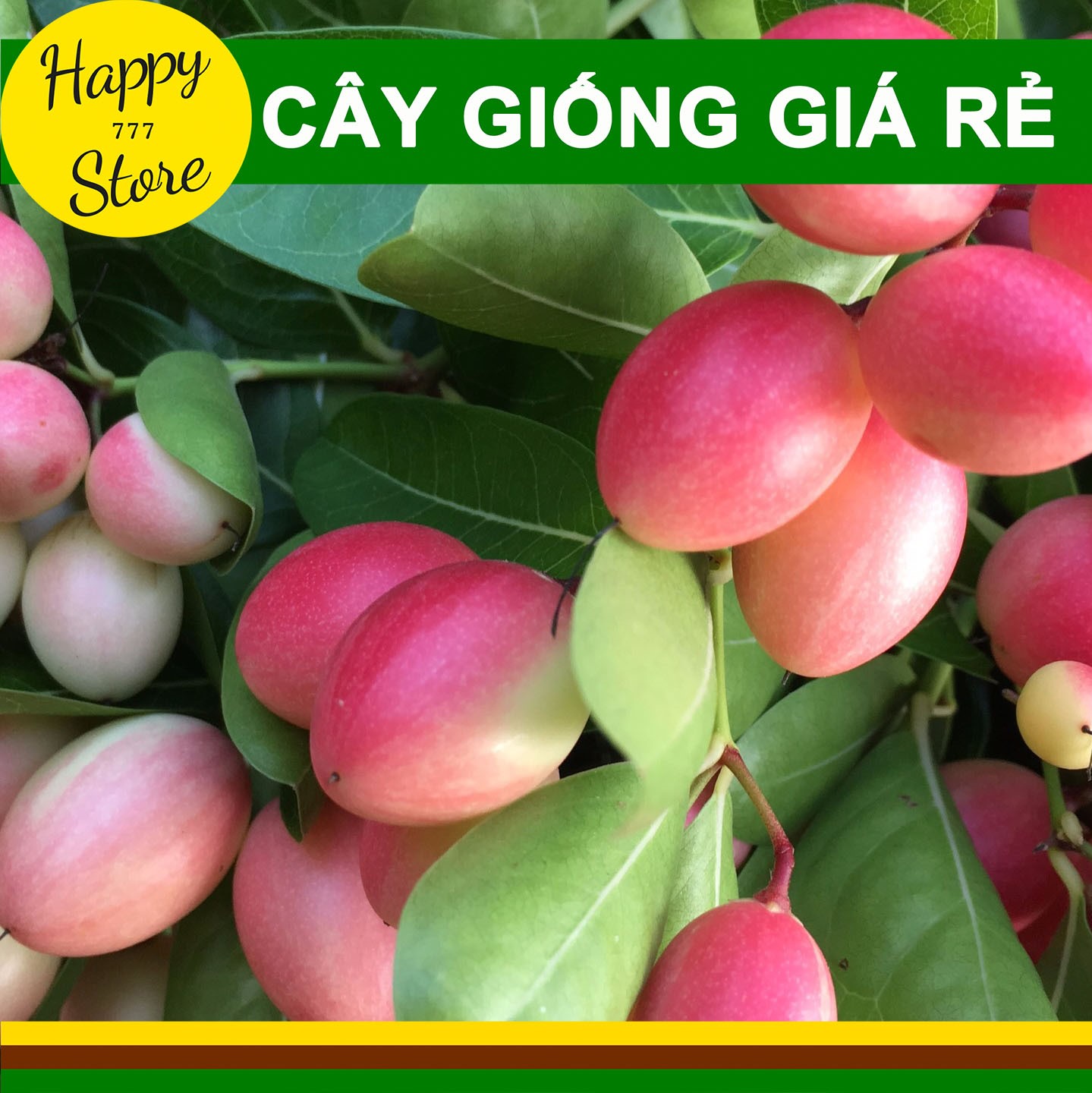 Cây siro giống giá rẻ, cây giống siro, cây si rô, cây si ro