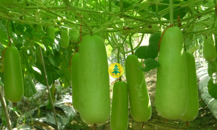 10 hạt giống bầu sao ngắn cao sản