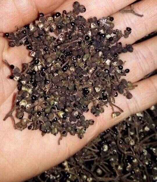 Combo 200g mắc khén, 50g hạt dổi