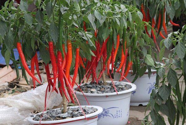 [Lấy mã giảm thêm 30%] Gói Hạt Giống Ớt Hàn Quốc