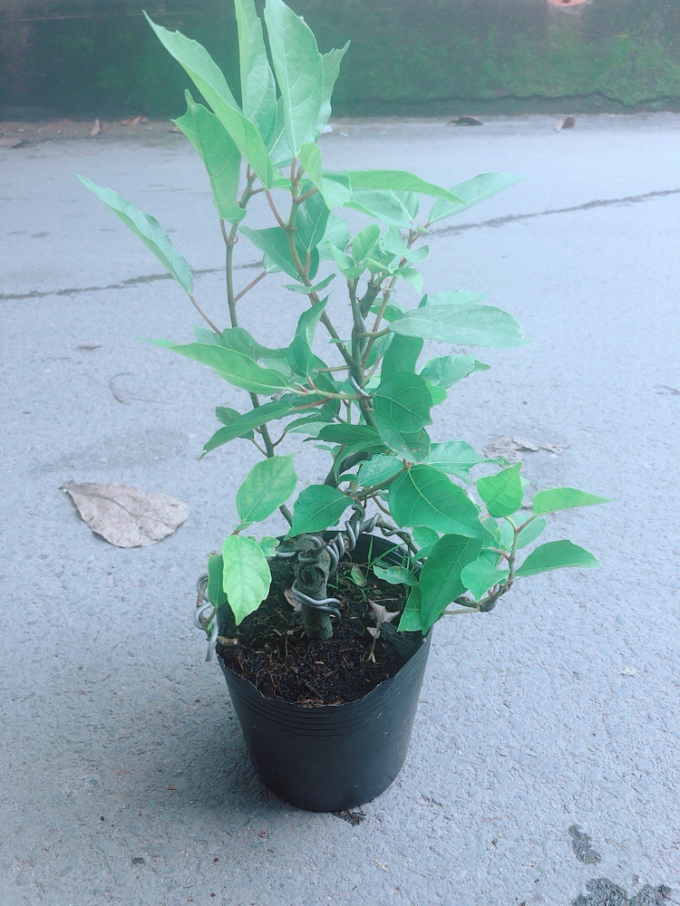 Cây Sung Bonsai