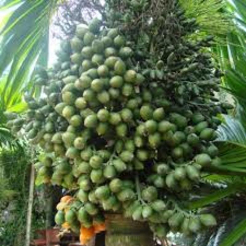 CÂY GIỐNG CAU LÙN TỨ QUÝ