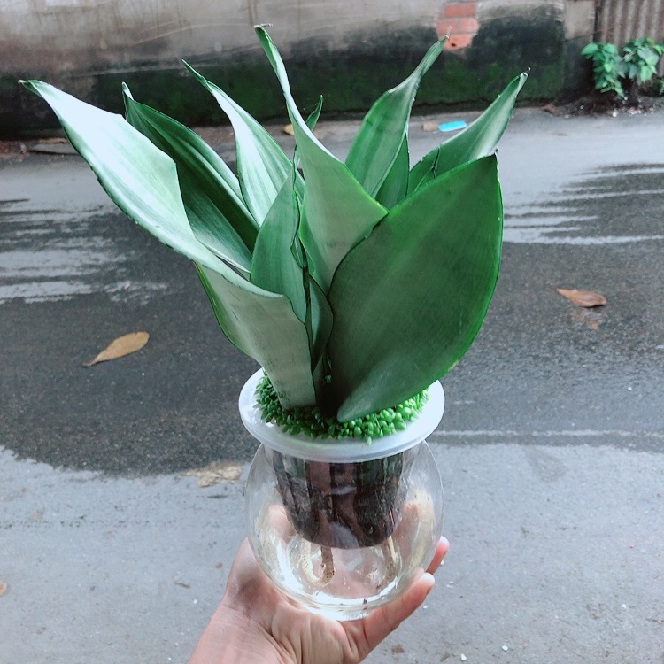 Chậu Lưỡi Hổ Trồng Thuỷ Sinh