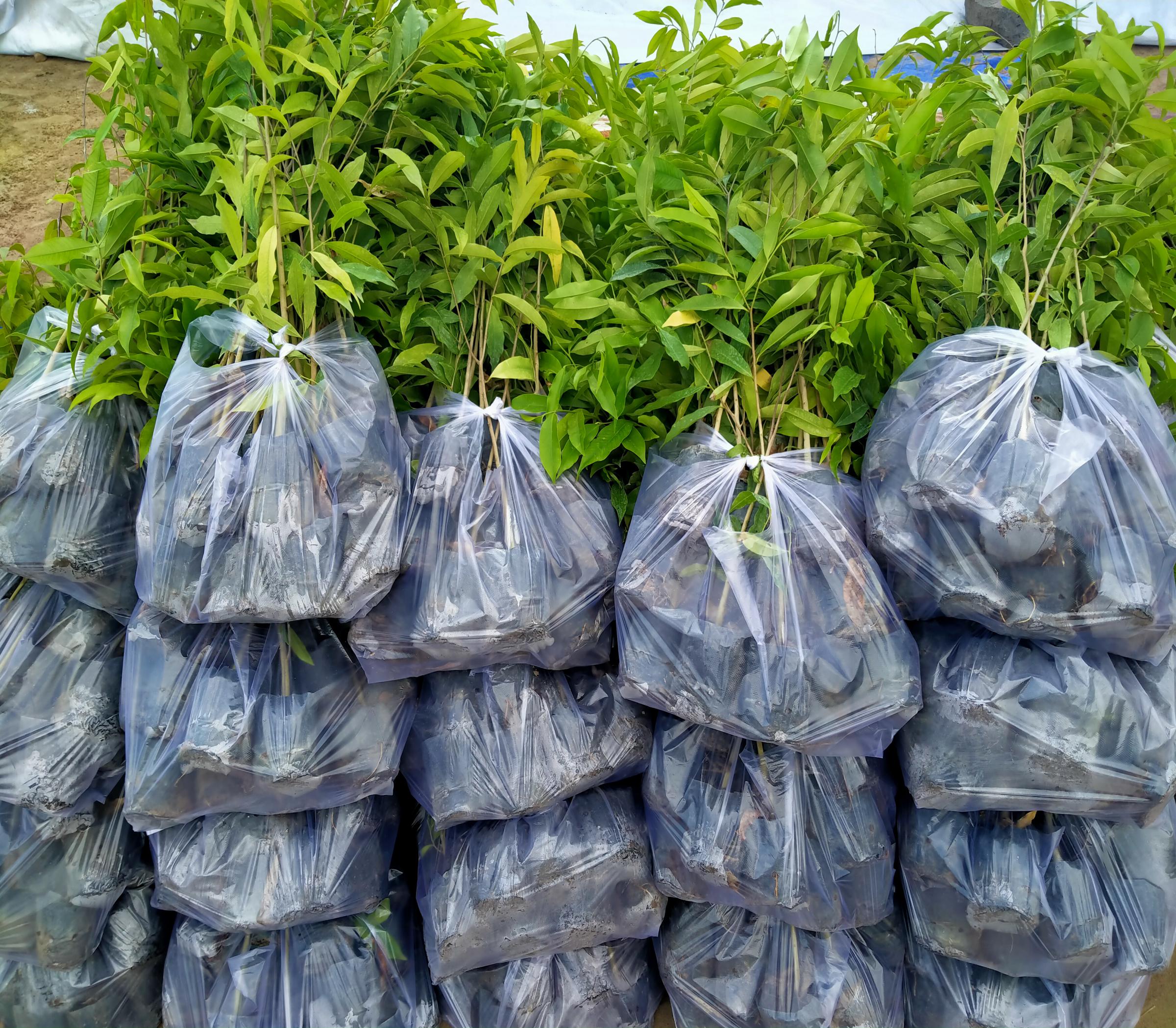 Combo 10 cây trầm hương (gió bầu)