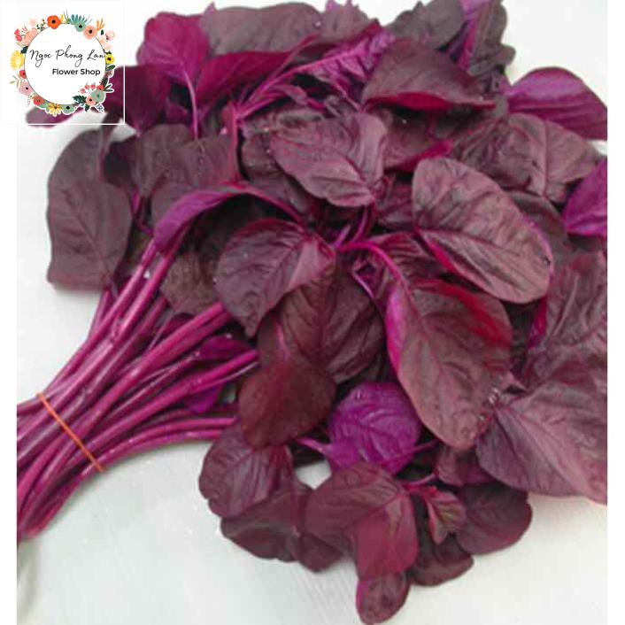 Giống rau dền đỏ - gói 20 gram