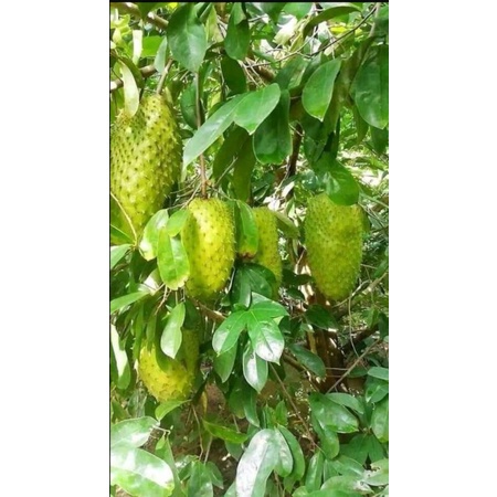 Cây giống mãng cầu xiêm thái siêu trái trái to _cây giống miền tây nguyên