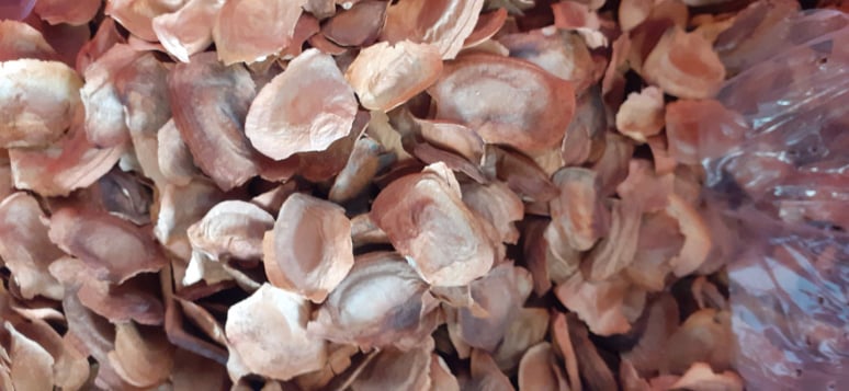 Hạt giống xà cừ