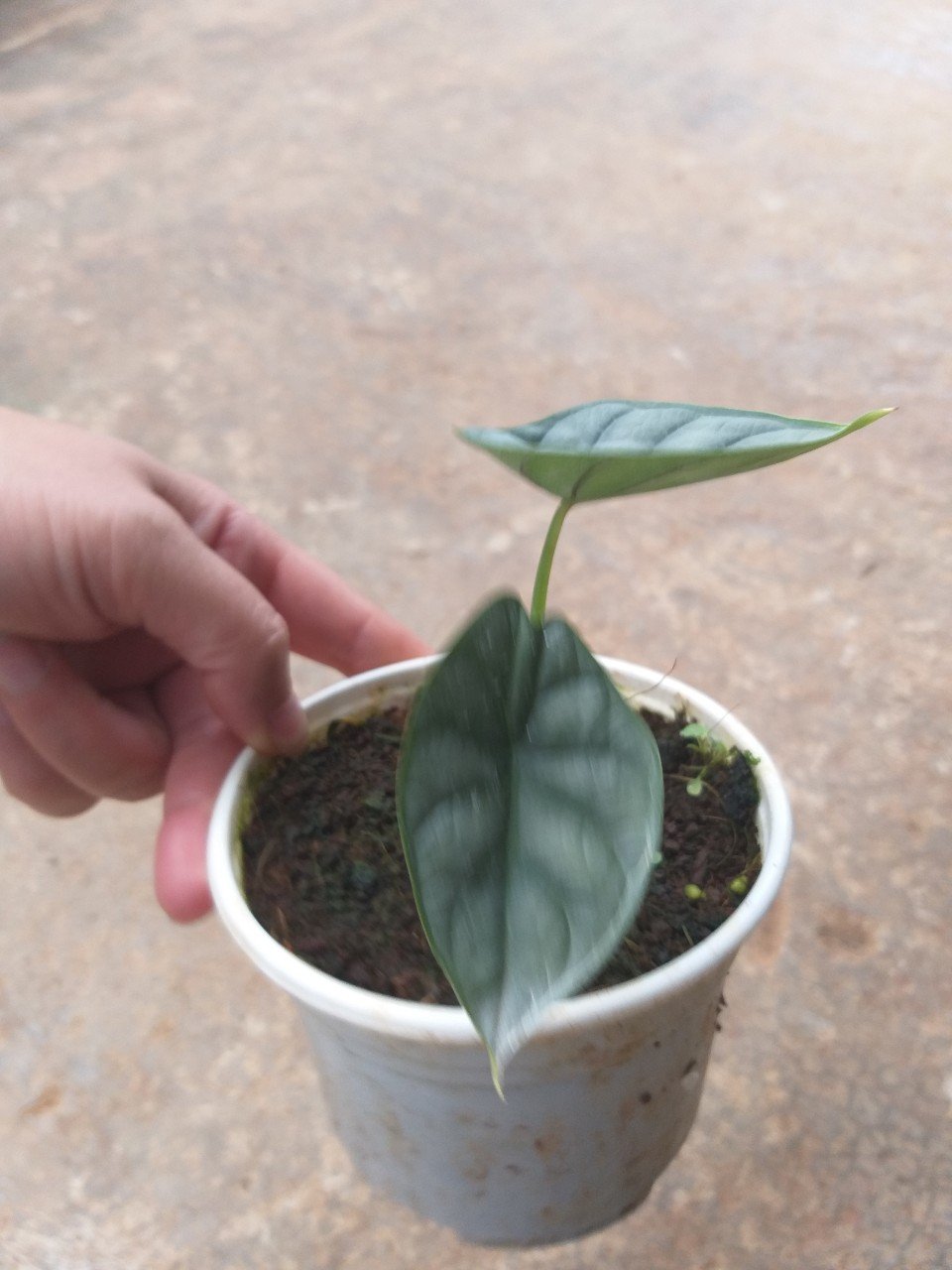 Rồng Bạc - Alocasia siver dragon cây con.