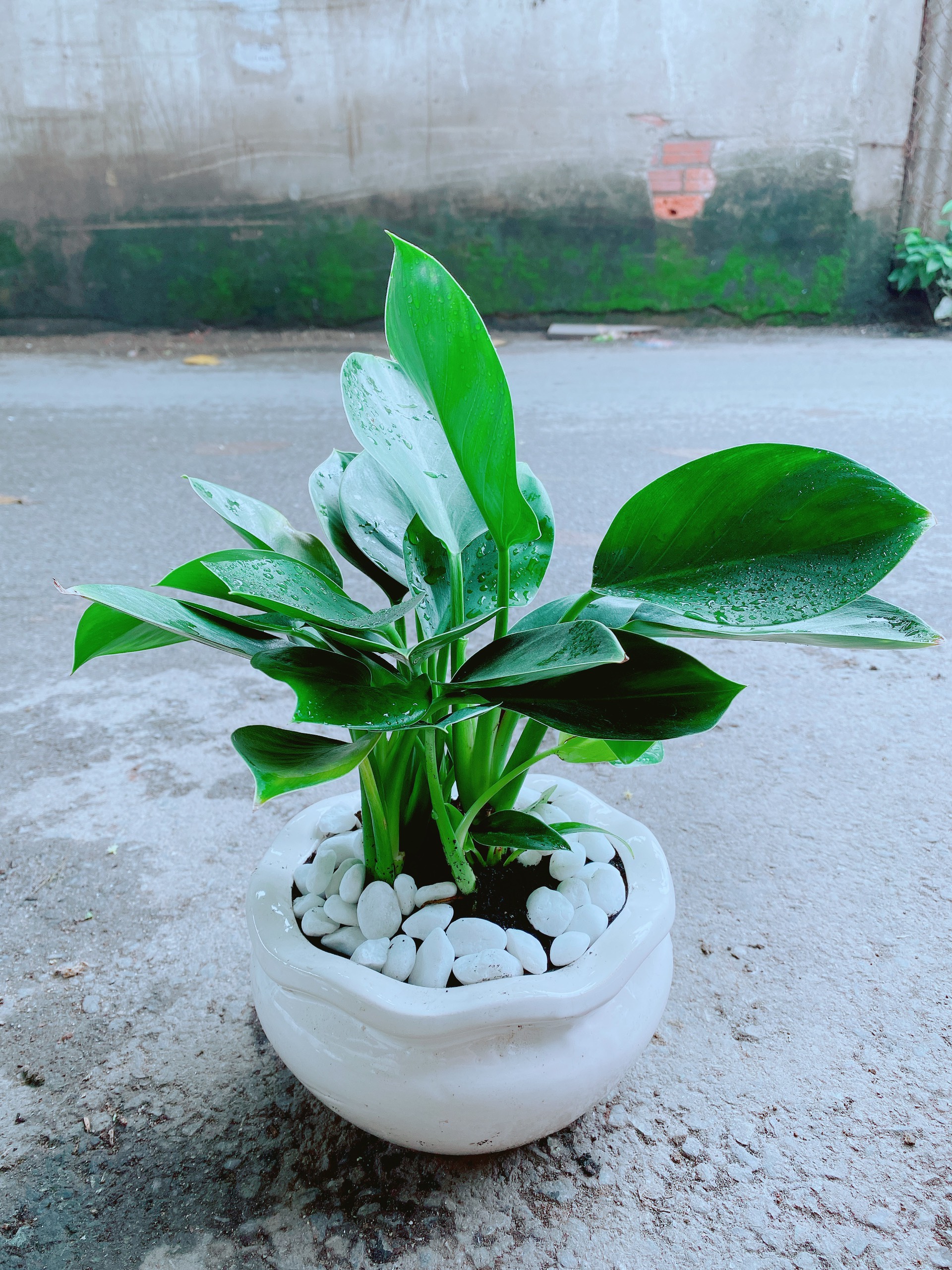 Chậu Trầu Bà Đế Vương