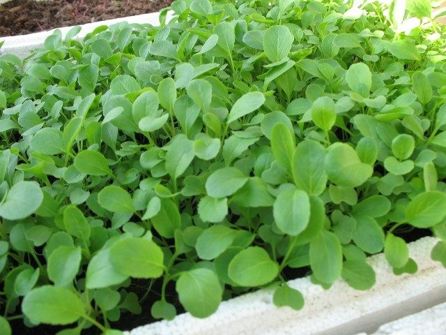 [HCM]HẠT GIỐNG RAU CẢI NGỌT ĂN NON
