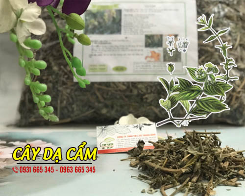 Cây Dạ Cẩm Khô 1Kg - Đông Y Thanh Bình