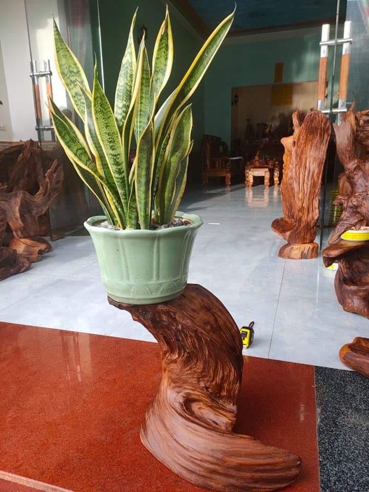 Đôn lũa ngọc am đỏ Hà Giang