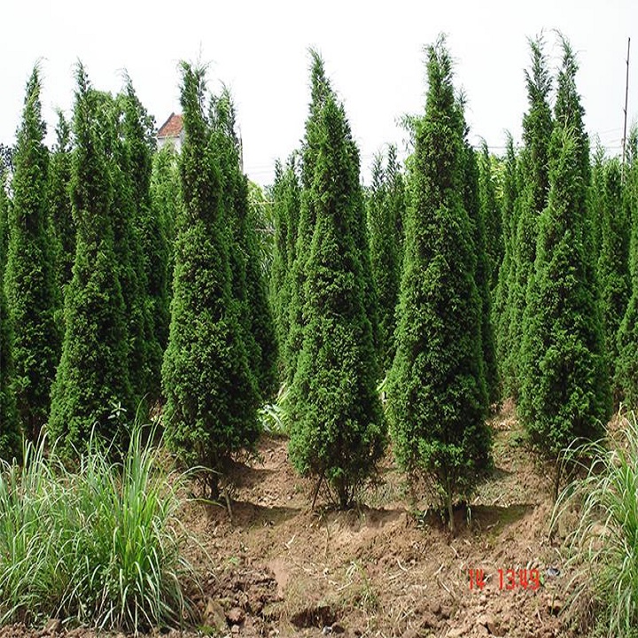 CHẬU CÂY TÙNG THÁP( CÂY TÙNG CỐI) LÙN